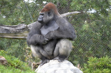 Western lowland gorilla in the outdoors © Kari