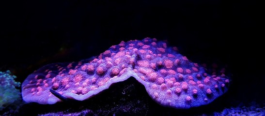 Chalice Coral - Echinophyllia sp. © Kolevski.V