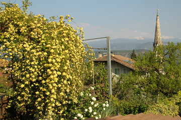 Kletterpflanze mit Haus im Hintergrund
