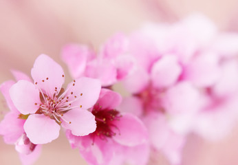 peach blossoms in spring.