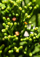 Green Plants Macro Bush Texture