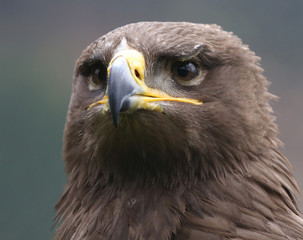 eagle.