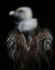 vulture portrait on black.