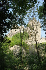 Burgruine hinter B&auml;umen
