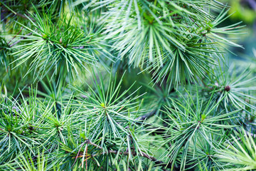 A close-up image of Japanese umbrella pine tree