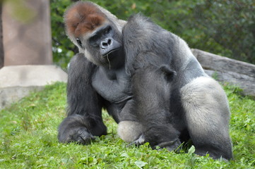 Western lowland gorilla in the outdoors