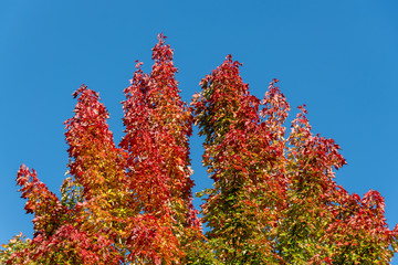 Tree top fall color against a clear blue sky as a nature background, red, yellow, orange, and green maple leaves