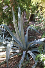 Agave Plant I