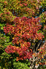 Close up of maple tree, leaves turning fall colors as a nature background, red, yellow, orange, and green maple leaves