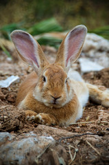 Naklejka na ściany i meble Low angle view of a really pretty and cute bunny rabbit with big ears