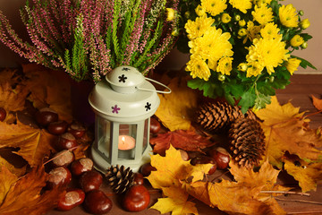 Chryzantema wrzos latarenka na liściach jesień - obrazy, fototapety, plakaty