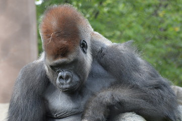 Western lowland gorilla in the outdoors