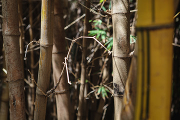 Tropical bamboo tree green  forest 