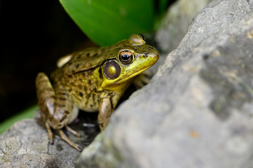 frog, amphibian