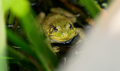 frog, amphibian, green,