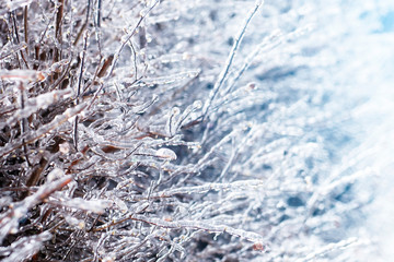 Ice on tree branches close up. Winter.Soft selective focus