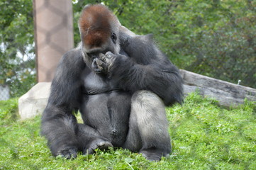 Western lowland gorilla in the outdoors