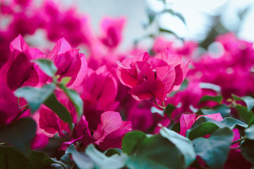 Pink outdoor blooming tree flowers 