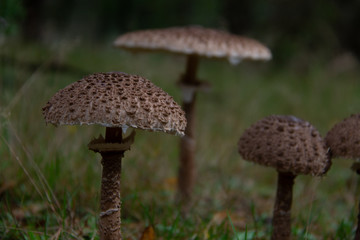 Macrolepiota procera, the parasol mushroom,