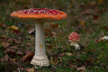 Big and small Amanita muscaria,  fly agaric or fly amanita