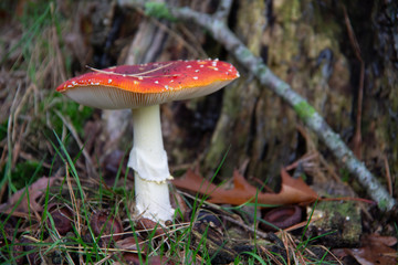 Spring forrest with Amanita muscaria,  fly agaric or fly amanita