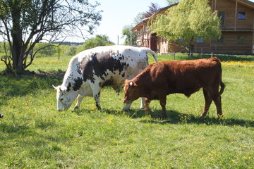 Kühe grasen auf Weide