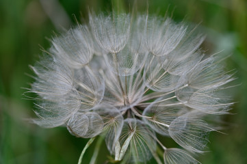 dandelion, flower, nature, seed, plant, green, white, spring, summer, grass, weed, flora, macro, seeds, fluffy, blowball, blossom, clock, wind, soft, meadow