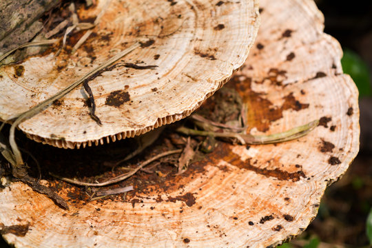 Large size mushrooms