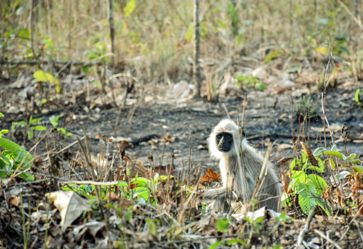 Gray Langur karnataka