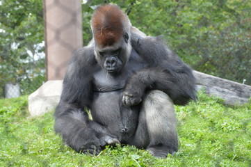 Western lowland gorilla in the outdoors