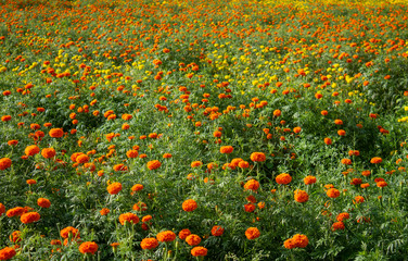 Orange and yellow marigold flower plantation