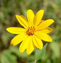 A close view of the yellow wildflower in the sunlight.