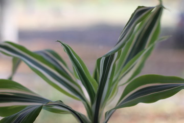 Obraz premium green plant in the field