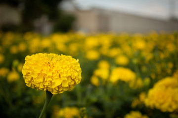 Beautiful Marigold flower close up with natural background