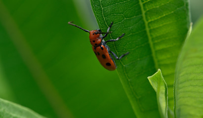 insect