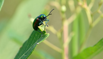 insect