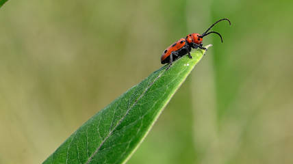insect on leaf