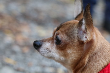 portrait of a chihuahua dog