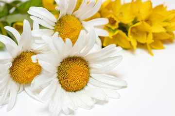 Meadow country field flowers Camomile, Daisy and yellow Lysimachia on white background