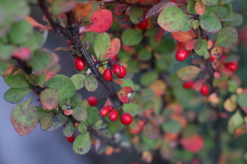 red berries on a branch