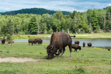 Plaine aux bisons