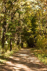 Fototapeta premium Autumn landscape in yellow forest.