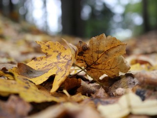  Golden maple leaves