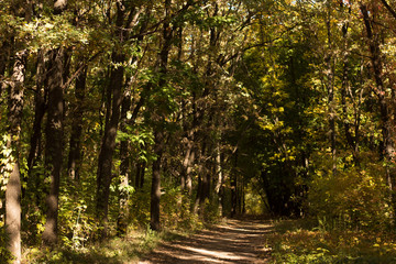 Fototapeta premium Autumn landscape in yellow forest.