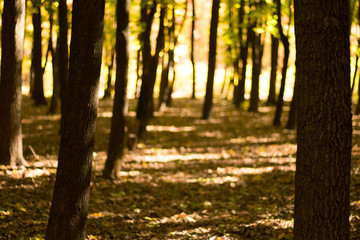 Autumn landscape in yellow forest.