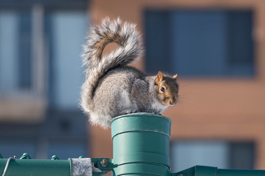 &Eacute;cureuil sur un poteau 