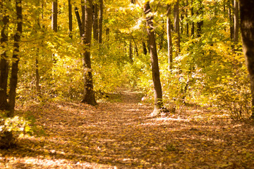 Autumn landscape in yellow forest.