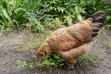 An egg laying brown hen walking in the yard of a country farm