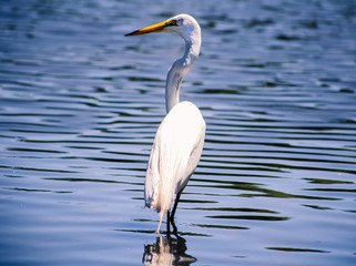 Heron Feeding in Pond