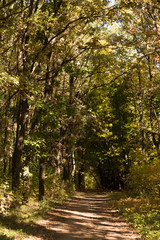 Fototapeta premium Autumn landscape in yellow forest.